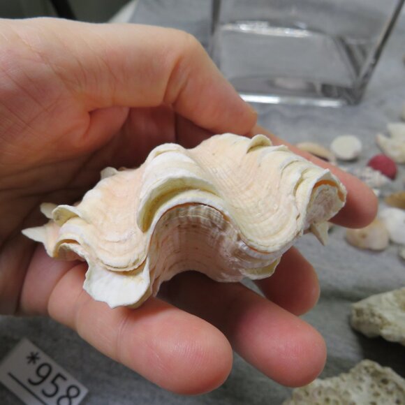 REAL Sea Shells & thick glass square vase 5" tall & wide OVER 4 POUNDS - Picture 4 of 16